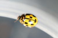 Propylea quatuordecimpunctata