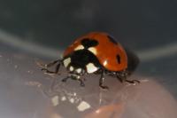 Coccinella septempunctata