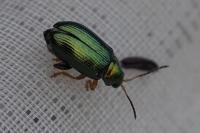 Crepidodera aurata