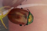 Chrysolina polita