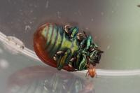 Chrysolina polita