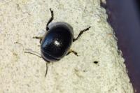 Chrysolina haemoptera