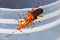 Rhagonycha fulva