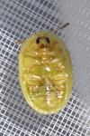 Cassida pusilla