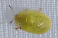 Cassida pusilla