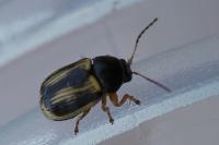 Cryptocephalus