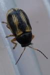 Cryptocephalus