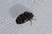 Trachys minutus