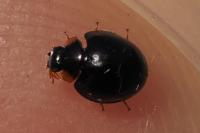 Parexochomus nigromaculatus