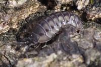 Armadillidium nasatum