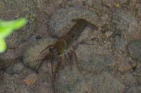 Procambarus clarkii
