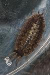 Porcellio monticola