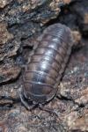 Armadillidium nasatum