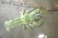 Austropotamobius pallipes