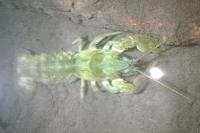 Austropotamobius pallipes