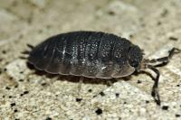 Porcellio scaber