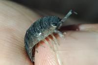 Porcellio scaber