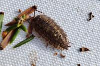 Porcellio monticola