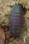 Porcellio scaber