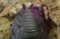 Porcellio scaber