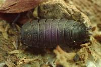 Porcellio scaber