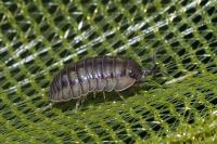 Armadillidium nasatum