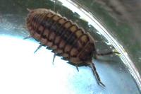 Armadillidium nasatum