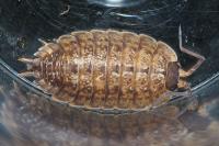 Porcellio monticola