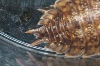 Porcellio monticola