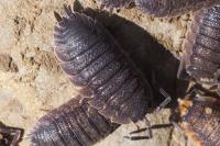 Porcellio scaber