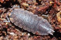 Porcellio scaber