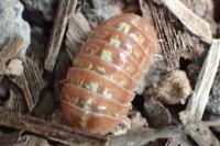 Armadillidium