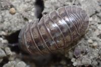 Armadillidium nasatum