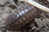 Armadillidium nasatum