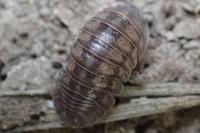 Armadillidium nasatum