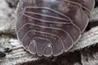 Armadillidium nasatum