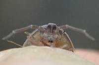 Armadillidium nasatum