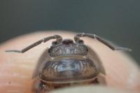 Armadillidium nasatum