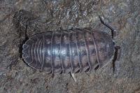 Armadillidium nasatum