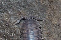 Armadillidium nasatum