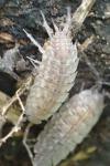 Orthometopon planum