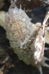 Orthometopon planum