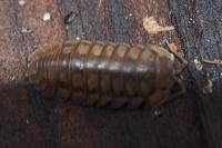 Armadillidium nasatum