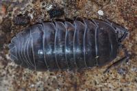 Armadillidium nasatum