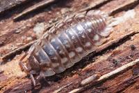 Oniscus asellus