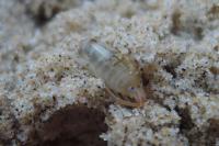Talitrus saltator
