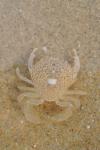Portumnus latipes
