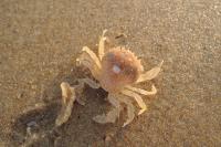Portumnus latipes