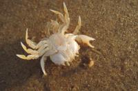 Portumnus latipes
