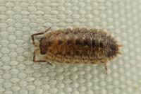 Porcellio gallicus